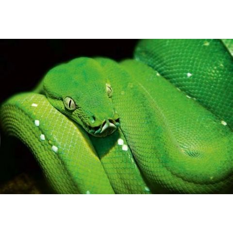 Green Snake L