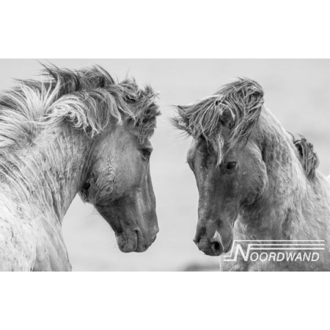 Farm Grey Horses