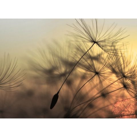 AS Creation Designwalls - Flying Dandelion