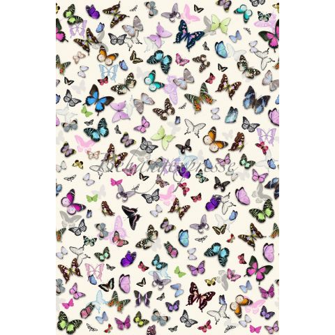 ColorChoc Spring Butterflies